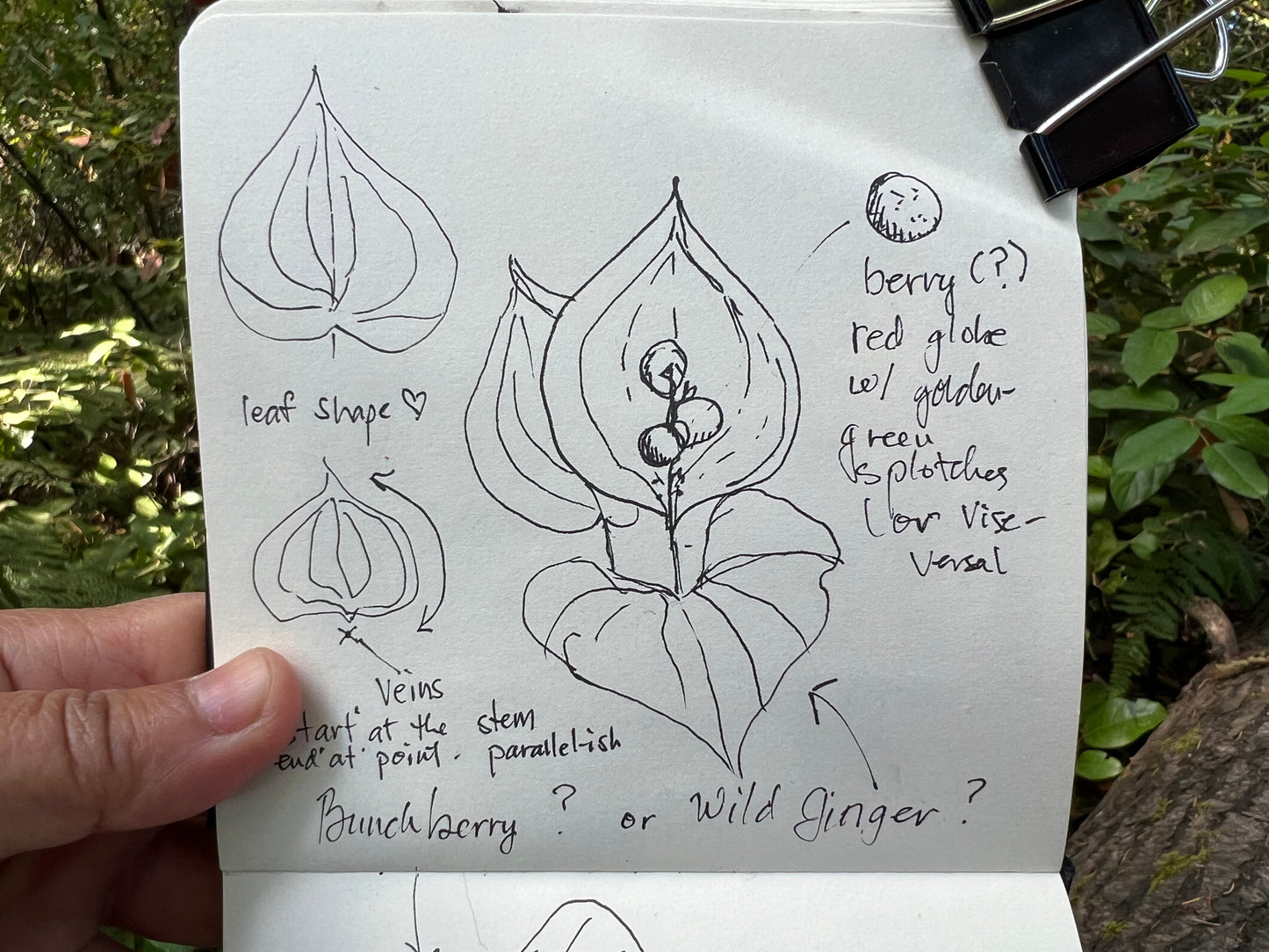 DRAWING CLASS: Keeping a Nature Journal