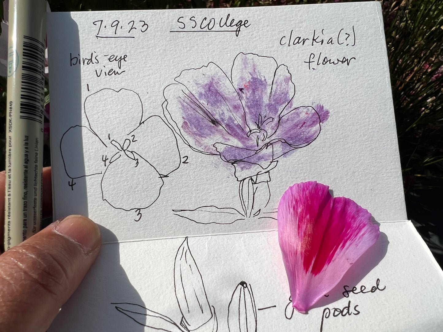 DRAWING CLASS: Keeping a Nature Journal