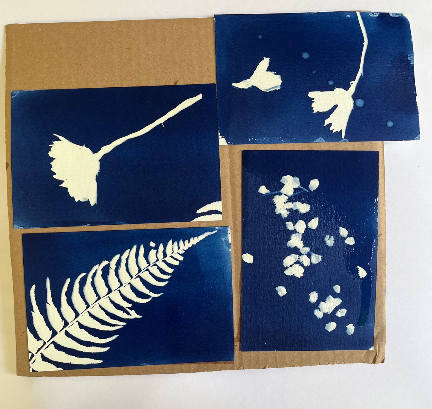 ART CLASS: Cyanotype prints