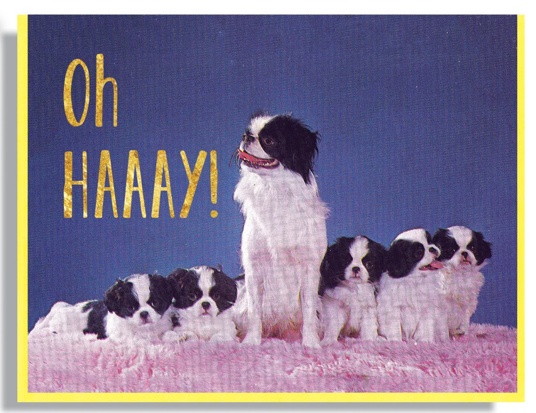 Card - Oh Haaay (Smitten Kitten)